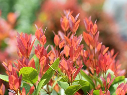 Frases sobre o Meio Ambiente