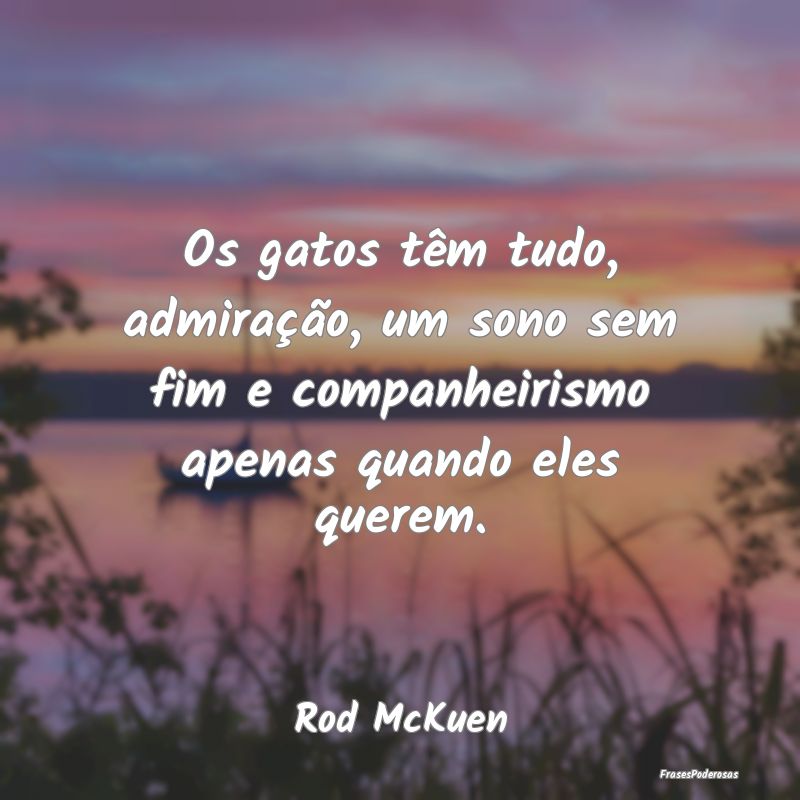 Os gatos têm tudo, admiração, um sono sem fim e...