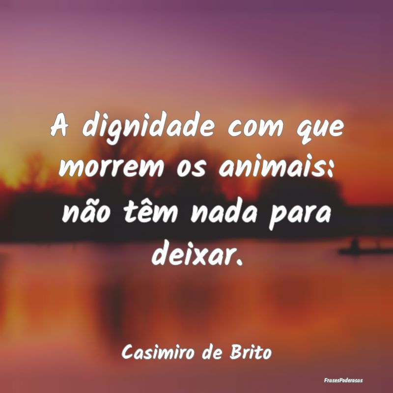 A dignidade com que morrem os animais: não têm n...