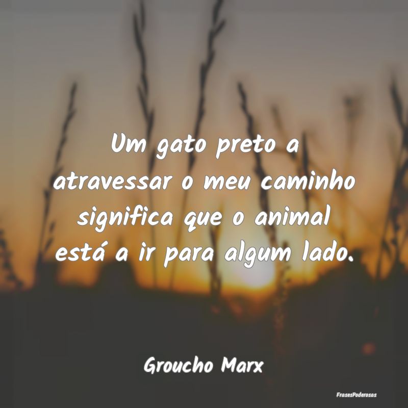 Um gato preto a atravessar o meu caminho significa... Um gato preto a atravessar o meu caminho significa...
